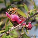 Honey bee on a New Zealand tea tree, Leptospermum scoparium keatleyi. (Photo by Kathy Keatley Garvey)