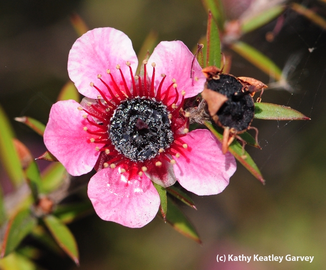 Close-up of New Zealand tea tree blossom. (Photo by Kathy Keatley Garvey)