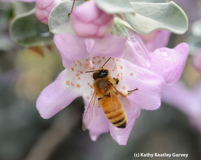 Bees are fond of Cenizo, Leucophyllum frutescens. (Photo by Kathy Keatley Garvey)