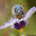 Blue pollen from a bird's eye blossom covers a honey bee. (Photo by Kathy Keatley Garvey)