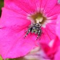 Jumping spider on a petunia. (Photo by Kathy Keatley Garvey)