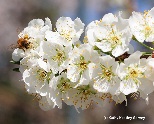 Honey bee foraging on plum blossoms. (Photo by Kathy Keatley Garvey)