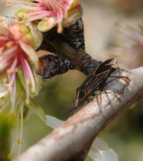 SOAPBERRY BUG crawls along an almond tree branch at the Harry H. Laidlaw Jr. Honey Bee Research Facility at UC Davis. The almond tree will be part of the Haagen-Dazs Honey Bee Haven. (Photo by Kathy Keatley Garvey)