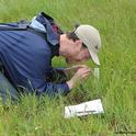 Jay Rosenheim, professor of entomology at UC Davis, doing research in a meadow. (Photo by Kathy Keatley Garvey)