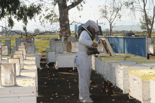 CLOSE--A beekeeper smokes a hive at  Olivarez Honey Bees, Inc. in Orland. (Photo by Kathy Keatley Garvey)