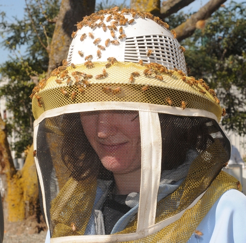 CLOSER--Bees at the Koehnen & Sons, Glenn, Calif., land on Elizabeth Frost, a junior specialist at the Harry H. Laidlaw Jr. Honey Bee Research Facility at UC Davis. (Photo by Kathy Keatley Garvey)