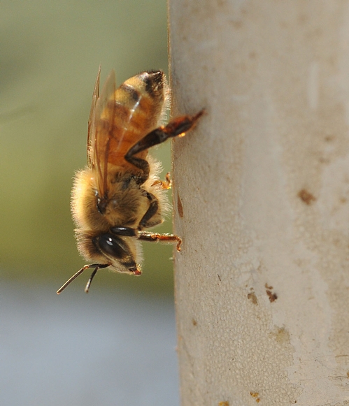 CLOSER YET--A honey bee at Olivarez Honey Bees, Inc. in Orland. (Photo by Kathy Keatley Garvey)