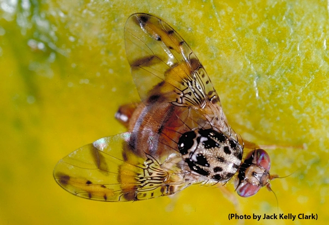Mediterranean Fruit Fly. (Photo by Jack Kelly Clark)