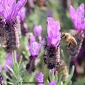 Honey bee greets a Spanish lavender blossom. (Photo by Kathy Keatley Garvey)
