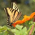 Western tiger swallowtail, Papilio rutulus. (Photo by Kathy Keatley Garvey)