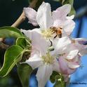 Honey bee gathering the sweet nectar. (Photo by Kathy Keatley Garvey)