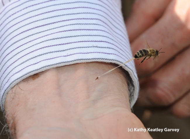 Honey bee stinging Extension apiculturist Eric Mussen. (Photo by Kathy Keatley Garvey)