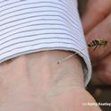 Honey bee stinging Extension apiculturist Eric Mussen. (Photo by Kathy Keatley Garvey)