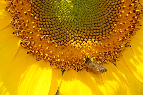 HONEY BEE nectars a sunflower at the 2008 California State Fair, Sacramento. (Photo by Kathy Keatley Garvey)