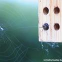 Webweaver spun a web and then crawled into the mason bee condo to occupy a hole. (Photo by Kathy Keatley Garvey)