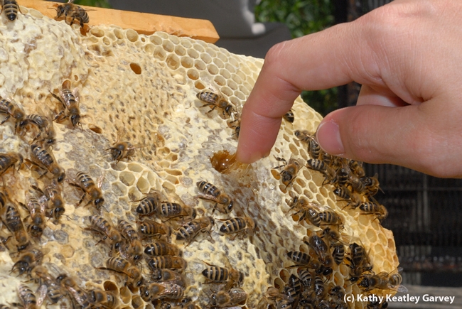A frame of honey in the apiary of the Harry H. Laidlaw Jr. Honey Bee Research Facility. (Photo by Kathy Keatley Garvey)