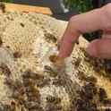 A frame of honey in the apiary of the Harry H. Laidlaw Jr. Honey Bee Research Facility. (Photo by Kathy Keatley Garvey)