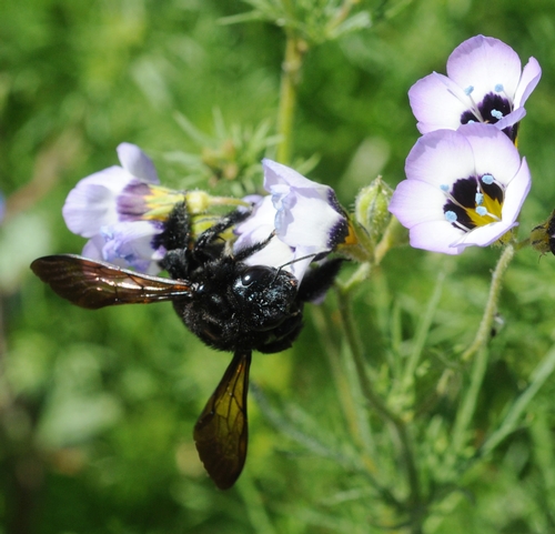 CARPENTER BEE investigates a Bird's Eye blossom (Gilia tricolor) on the UC Davis campus. Pit stop for nectar! (Photo by Kathy Keatley Garvey)
