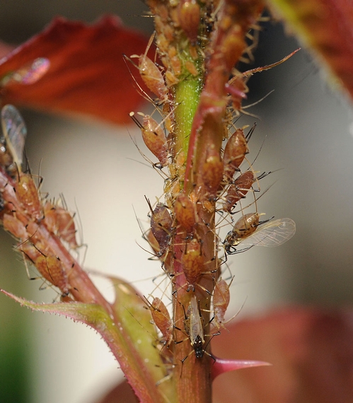 THIS IS NOT A ROSY SITUATION--Scores of aphids run up and down the stem of a rose bush, sucking plant juices. (Photo by Kathy Keatley Garvey)