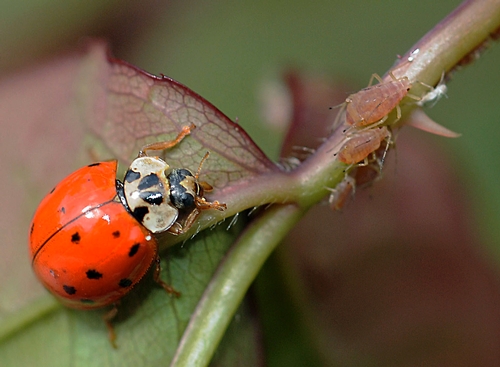 FEAST FOR ONE--A ladybug chows down an aphid. Nearby aphids seem unaware of the predator. (Photo by Kathy Keatley Garvey)