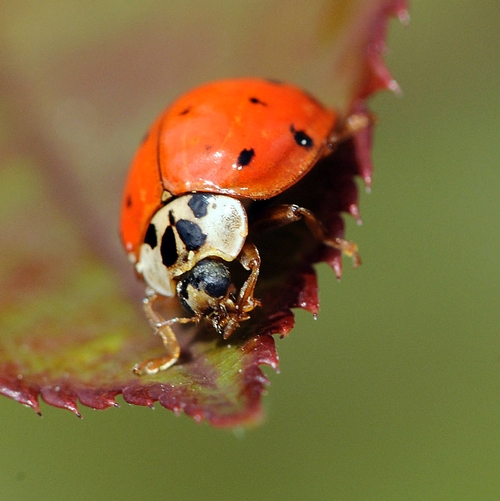 LEAF SITTER--The ladybug crawls out to the end of a rose leaf and scoops up an aphid. (Photo by Kathy Keatley Garvey)