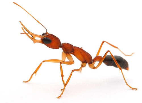 JERDON'S JUMPING ANT or Harpegnathos saltator will be among the topics discussed at the Christian Peeters' lecture from noon to 1 p.m., Wednesday, April 15 at 122 Briggs Hall, UC Davis. (Photo courtesy of entomologist-insect photographer Alex Wild)
