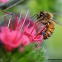 Honey bee foraging on tower of jewels. (Photo by Kathy Keatley Garvey)