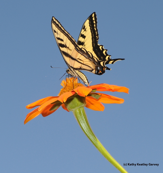 Western tiger swallowtail, Papilio rutulus, on a Mexican sunflower, Tithonia. (Photo by Kathy Keatley Garvey