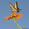 Western tiger swallowtail, Papilio rutulus, on a Mexican sunflower, Tithonia. (Photo by Kathy Keatley Garvey)