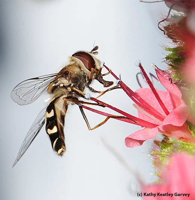 Syrphid fly nectaring on tower of jewels, Echium wildpretii. (Photo by Kathy Keatley Garvey)
