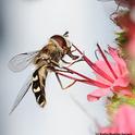 Syrphid fly nectaring on tower of jewels, Echium wildpretii. (Photo by Kathy Keatley Garvey)