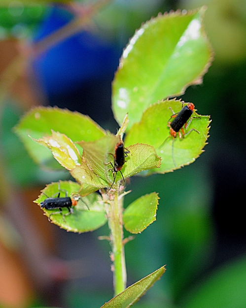 THREE'S COMPANY--Three soldier beetles search for aphids on a rose bush. (Photo by Kathy Keatley Garvey)