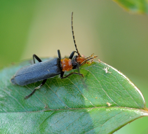 EATING AN APHID--A soldier beetle dines on an aphid on a rose leaf. (Photo by Kathy Keatley Garvey)