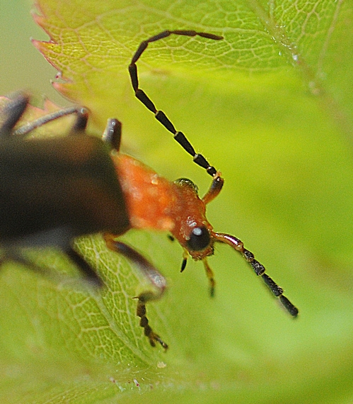 ANTENNAE of a soldier beetle. This is a beneficial insect that eats aphids, caterpillars and other soft-bodied insects.(Photo by Kathy Keatley Garvey)