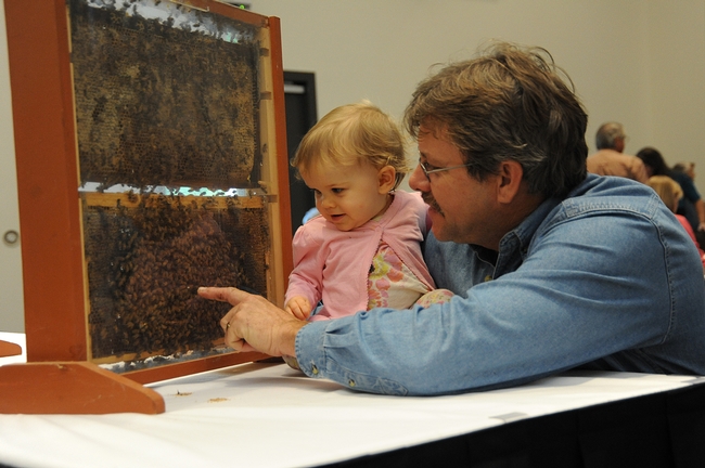 Beekeeper Brian Fishback shows his daughter, Emily, his bee observation hive. (Photo by Kathy Keatley Garvey)