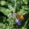 Honey bee heading for a catmint (Nepeta) patch. (Photo by Kathy Keatley Garvey)