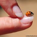 When a ladybug lands on you, it's considered good luck. A gentle push and this one took flight. (Photo by Kathy Keatley Garvey)