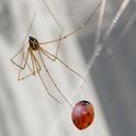 Cellar spider traps and wraps a ladybug. (Photo by Kathy Keatley Garvey)