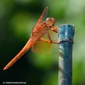 A flame skimmer perches on a bamboo stake. (Photo by Kathy Keatley Garvey)