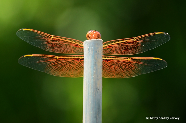Flame skimmer peeks over the bamboo stake. (Photo by Kathy Keatley Garvey)