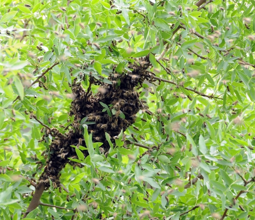 Close-up of bee swarm
