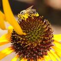 Honey bee covered with pollen; she is on a yellow coneflower, Echinacea paradoxa. (Photo by Kathy Keatley Garvey)