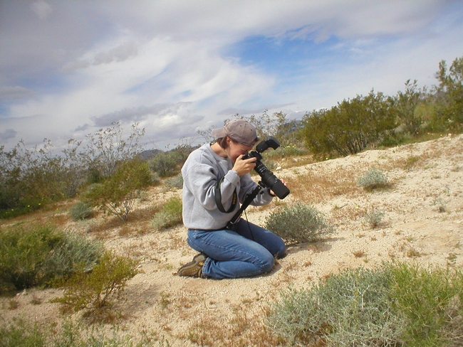Fran Keller photographing insects in the Mojave Desert. (Photo by Mark deVries)