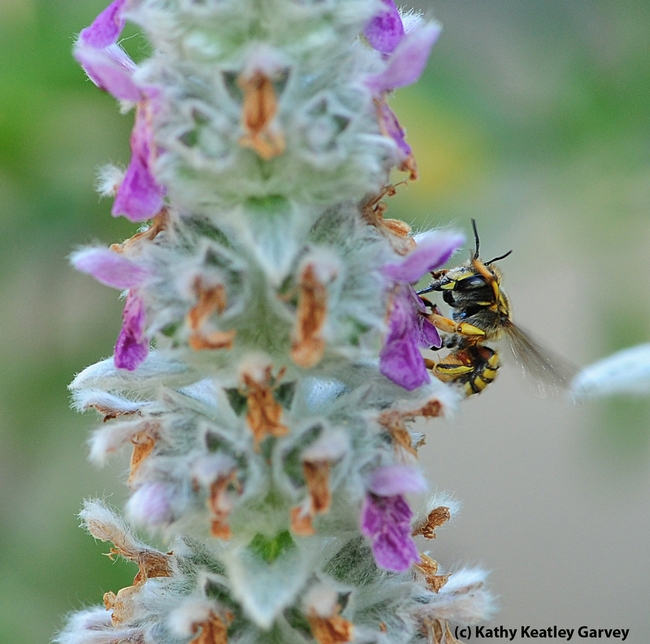 Side view of European wool carder bee. (Photo by Kathy Keatley Garvey)
