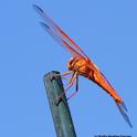 Flame skimmer ((Libellula saturata), outlined against the sky. (Photo by Kathy Keatley Garvey)