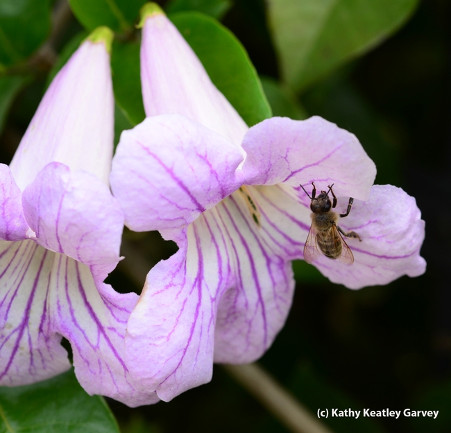 A honey bee on a violet trumpet blossom. (Photo by Kathy Keatley Garvey)