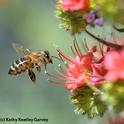 HONEY BEE zeroes in on a ruby-red blossom. (Copyrighted Photo by Kathy Keatley Garvey)