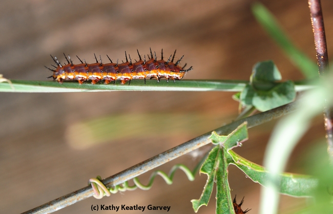 Gulf fritillary caterpillar crawls along a stem. (Photo by Kathy Keatley Garvey)