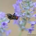 Newly emerged green bottle fly nectaring on lavender. (Photo by Kathy Keatley Garvey)