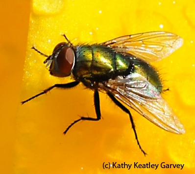 Green bottle fly. (Photo by Kathy Keatley Garvey)